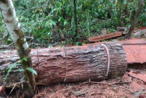 Incautan mil pies tablares de madera en Puerto Inca
