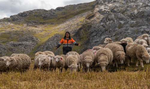 Nexa destinará un millón 600 mil soles para mejoramiento de ovinos