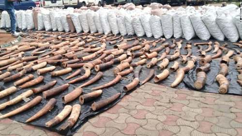 Nigeria: Confiscan escamas de pangolín y marfil valorizadas en US$54 millones