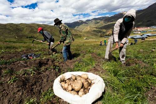 Perú supera a Brasil, Argentina y Chile en producción de papa