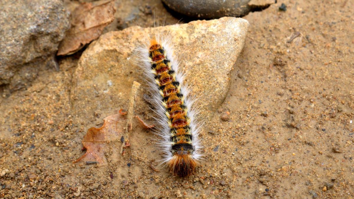 España en alerta la peor plaga canina llegó antes de tiempo