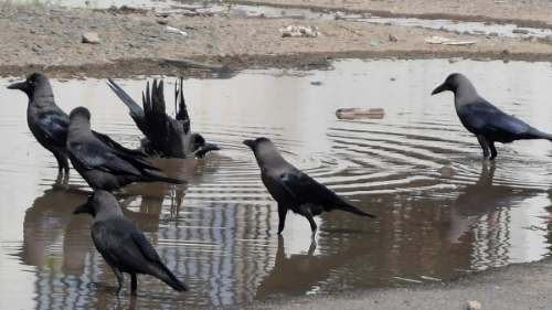 Alerta en Chennai: Gripe aviar H5N1 en cuervos