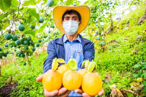 Hoy se  celebra el Día  Nacional de la Granadilla