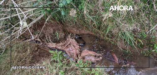 Alerta en Pachitea: Comunidades consumen agua de acequia contaminada por cadáver de animal