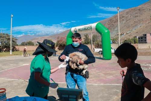 Consultorio veterinario de la MPHCO atenderá a mascotas de Amarilis