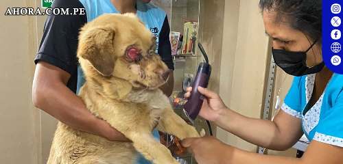 El albergue "Salvando Patitas" en Yanag: Un llamado a la solidaridad por los perros abandonados