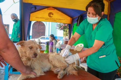 Consultorio veterinario se trasladó a Cayrán y Pucuchinche