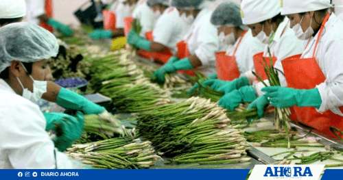 Ley Chlimper 2.0: Congreso promueve millonarios beneficios para grandes agroexportadoras