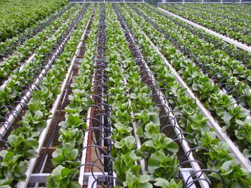 Huánuco: ¿Cómo la tecnología puede ayudar a mejorar la agricultura?