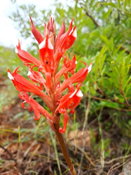 Exploración oficial al Cerro San Cristóbal revela especies vegetales poco conocidas