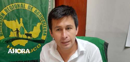 Impacto de la roya amarilla y las langostas en las plantaciones de café y cultivos en Huánuco