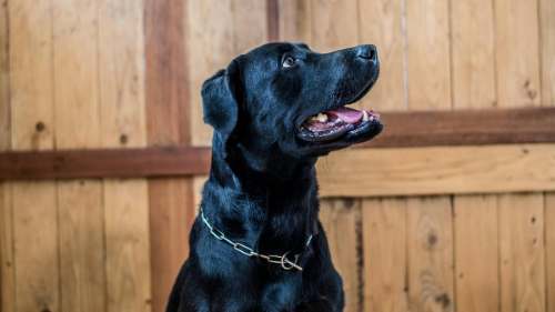 Perros negros y grandes: invisibles en protectoras, condenados a no tener hogar