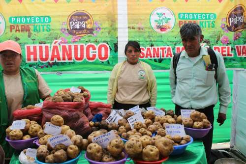 Autoridades y agricultores asistieron a XXI Festival de la Papa Amarilla