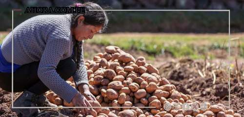 Producción agropecuaria de Huánuco creció únicamente 4% en 2023