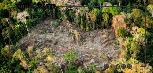 Modificación de Ley Forestal despierta alarma: 11 millones de hectáreas en riesgo