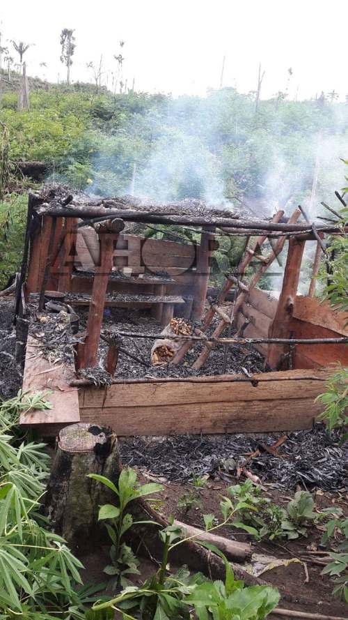 Delincuentes atacaron caserío Nueva Zelanda
