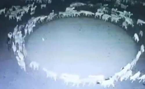 China: Cientos de ovejas caminan en círculo durante 12 días y se desconoce el porqué