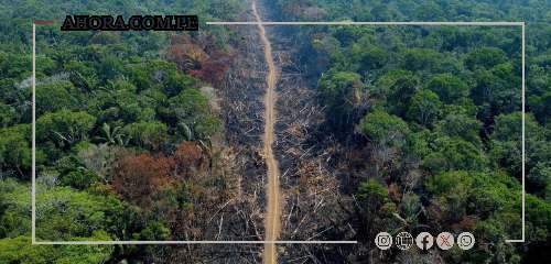 La Amazonía en riesgo: Podría perder la mitad de su territorio para 2050 y agravar el cambio climático