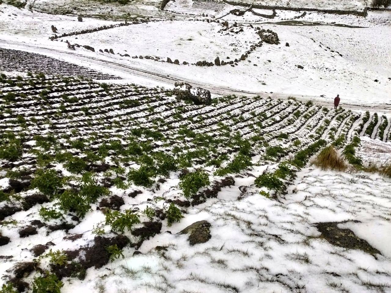 Granizadas y heladas arrasan cultivos en caserío de Estanco, en Cayna