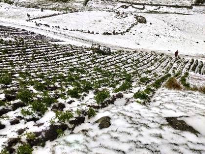 Granizadas y heladas arrasan cultivos en caserío de Estanco, en Cayna