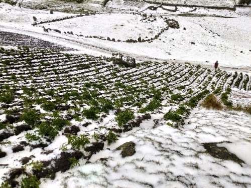 Granizadas y heladas arrasan cultivos en caserío de Estanco, en Cayna