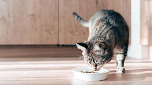 Tu gato mejor en 3 semanas: alimentación transforma su salud