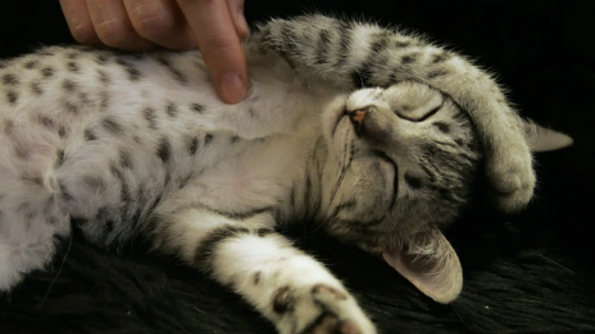 Alerta: Hongo de gatos a humanos causa bultos y conjuntivitis
