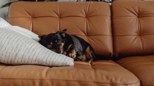 Perro ansioso al salir: veterinario revela causas, no tu crianza