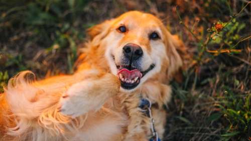 Patas de pollo: La receta del veterinario Manzano para articulaciones caninas