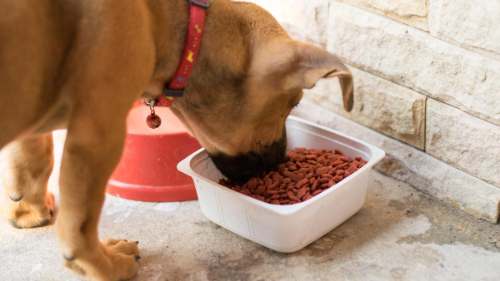 La mascota evoluciona: dietas y suplementos revolucionan su cuidado