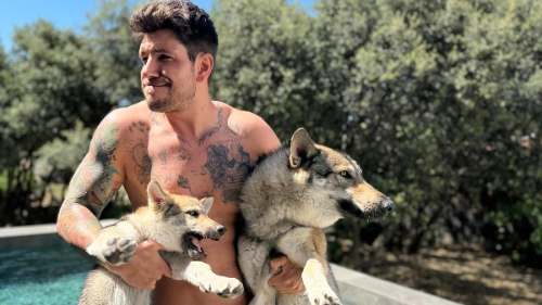 Diego Matamoros: Perros con sangre de lobo lo protegen al extremo