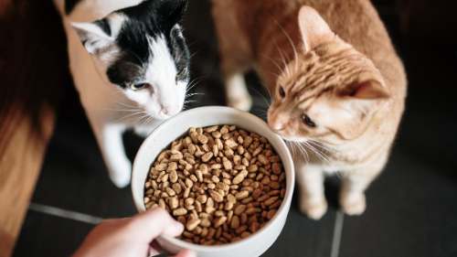 Veterinarios alertan: Gatos con pienso beben poco y concentran orina
