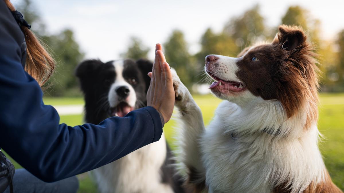 ¿Por qué tu perro desobedece? La raza no lo explica todo