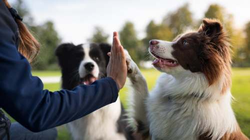 ¿Por qué tu perro desobedece? La raza no lo explica todo
