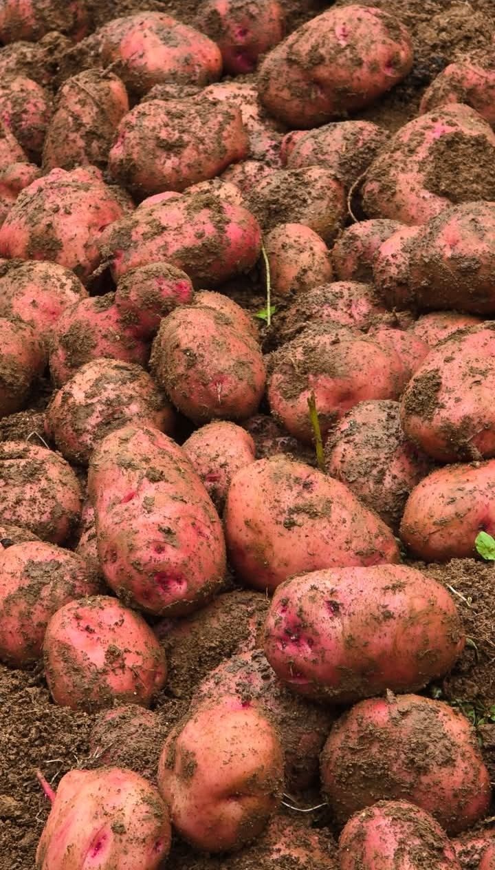 La revolución silenciosa de la papa Canchan: 36 años del motor agrícola que sostiene al Perú