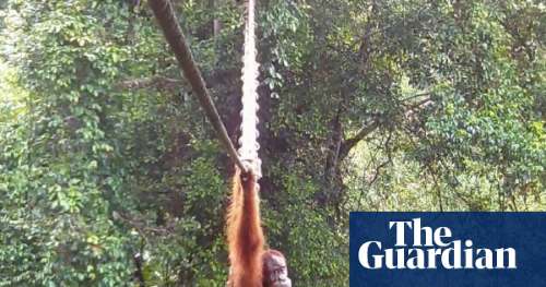 Primer cruce: Orangután de Sumatra usa puente dosel en carretera