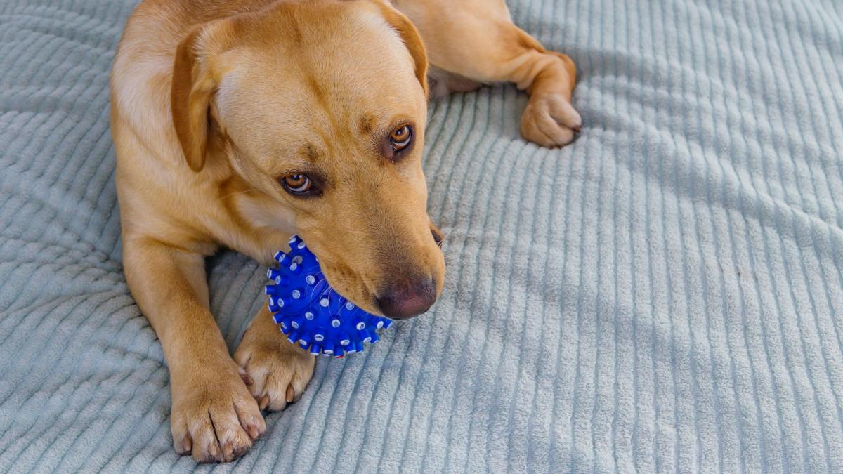 María Vetican: Vacuna Leishmaniosis demora, ¡aplícasela ya a tu perro!