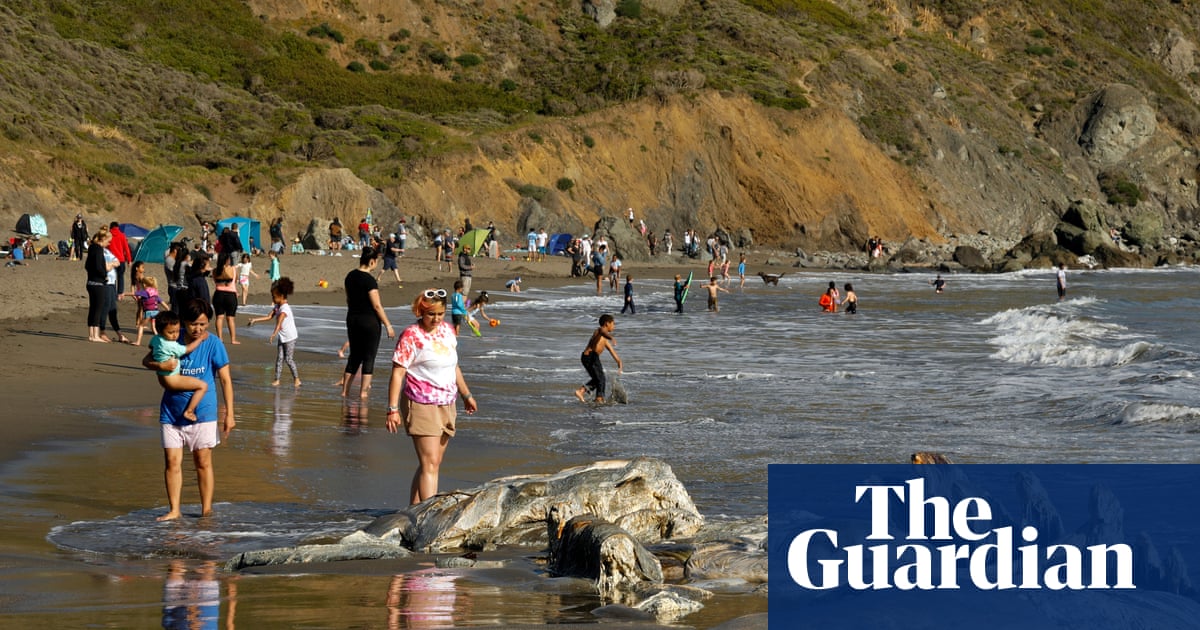 Tragedia en San Francisco: ballenas grises mueren sin control