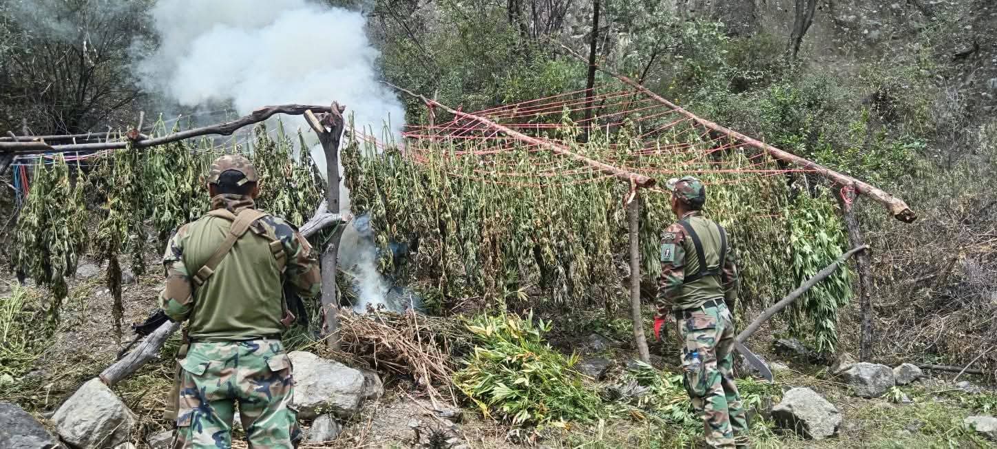 Huacaybamba: destruyen 70 mil plantones de cannabis en operativo policial