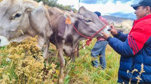 Procompite avanza con 76 planes aprobados y deja 25 observaciones pendientes en Huánuco