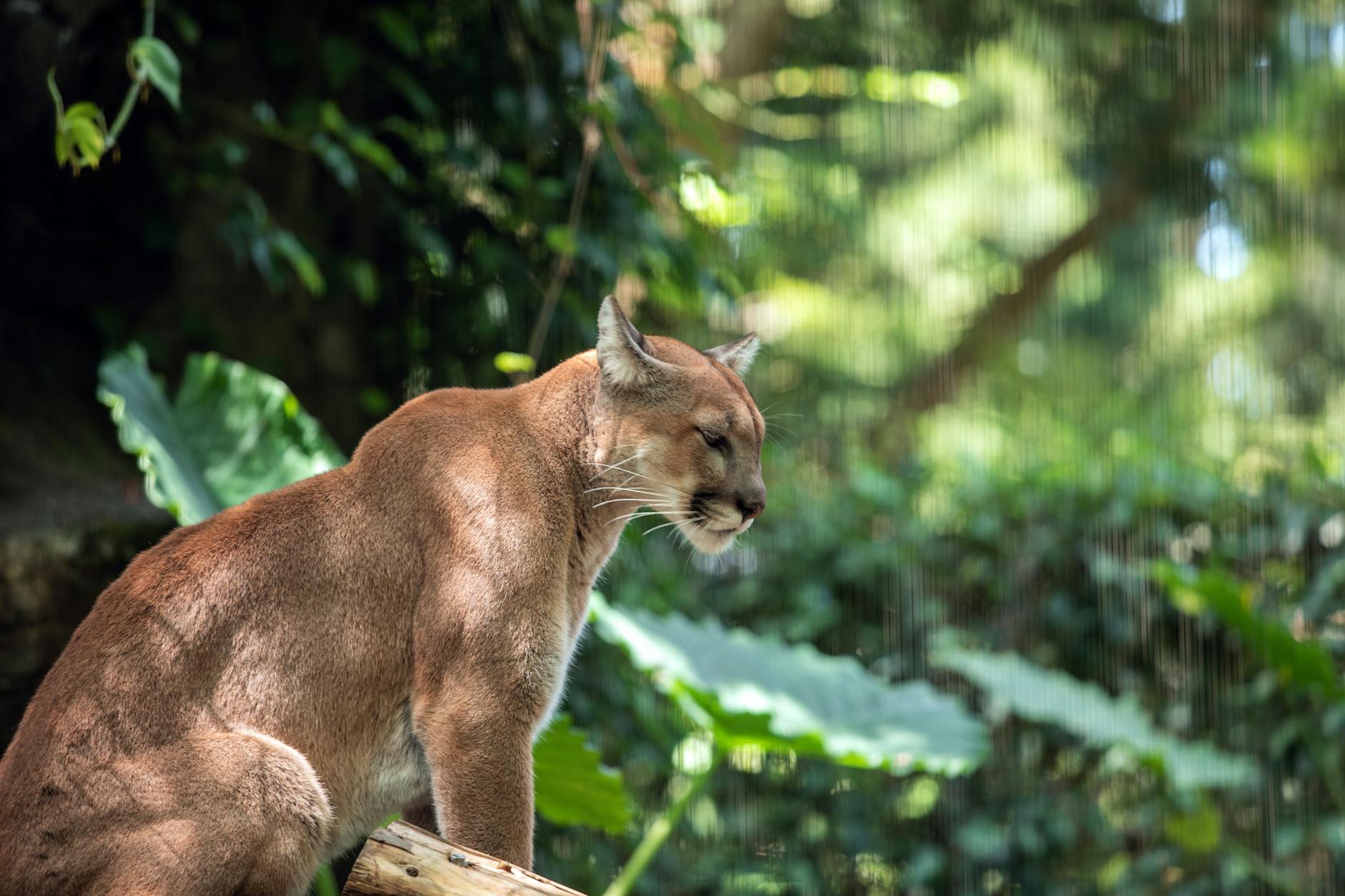 Capturan con dardos tranquilizantes a un puma que merodeaba viviendas en Tingo María