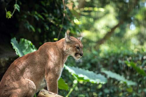 Capturan con dardos tranquilizantes a un puma que merodeaba viviendas en Tingo María