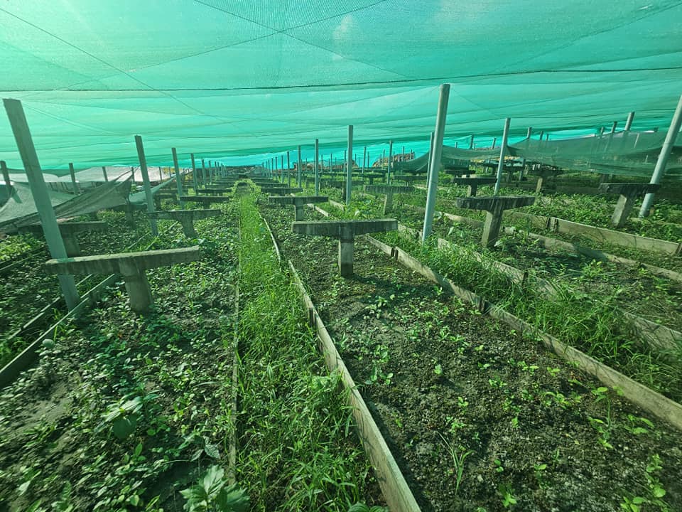 Agricultura atribuye críticas a trasfondo político mientras cierra proyecto Té Verde observado