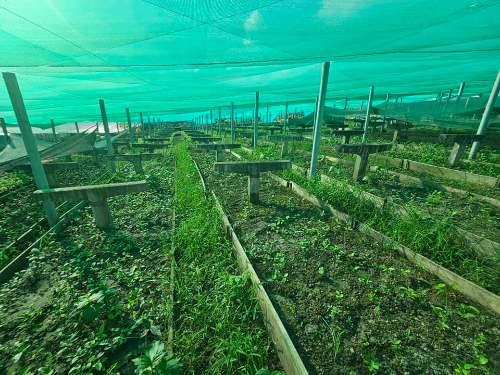 Agricultura atribuye críticas a trasfondo político mientras cierra proyecto Té Verde observado