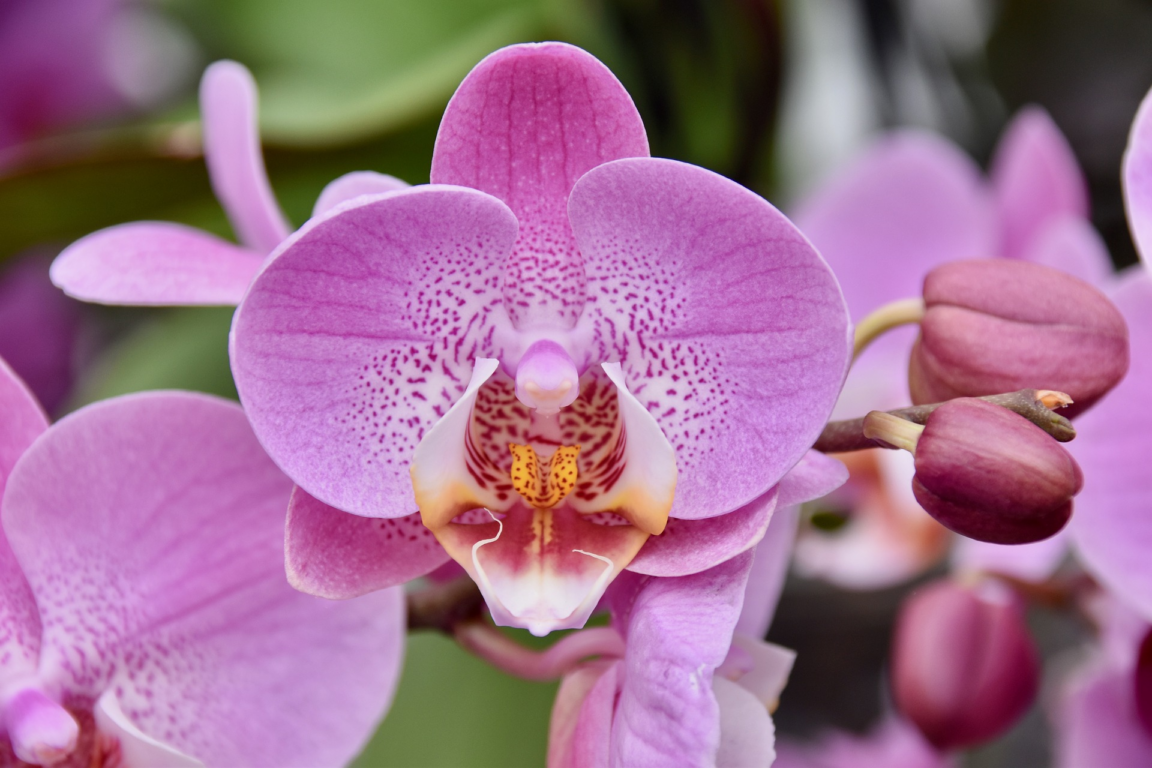 El Congreso oficializa el 5 de noviembre como el Día Nacional de la Orquídea