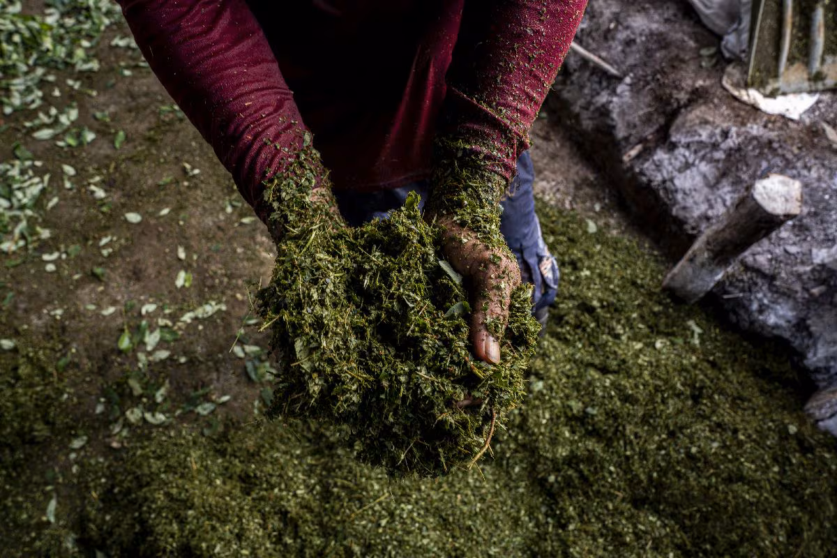 Colombia alcanza cifra histórica de cultivos de coca en 2024, según ONU