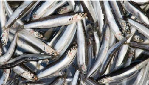 Anchoveta se aleja de Chimbote y golpea al corazón pesquero del Perú