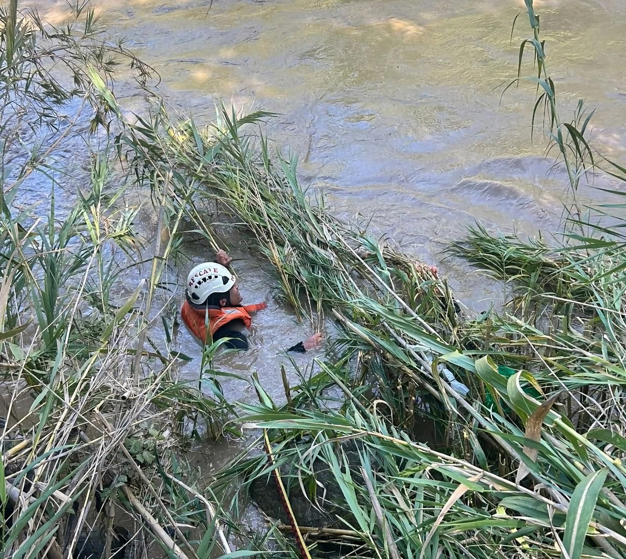 Hallan restos óseos atascados en árbol de sauce en el río Huallaga