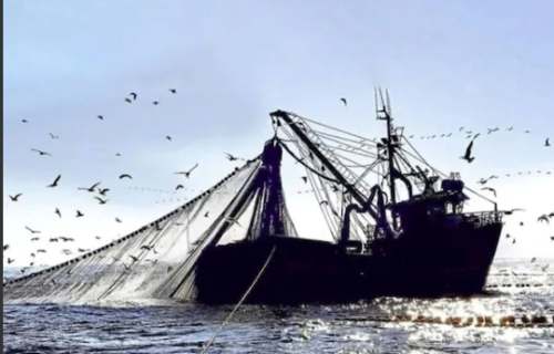 El Niño golpea pesca de anchoveta: solo se capturó el 24% de la cuota