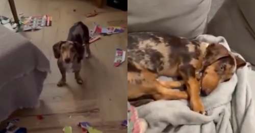 Joven tenia el album del Mundial casi completo pero su perrita lo destruyo